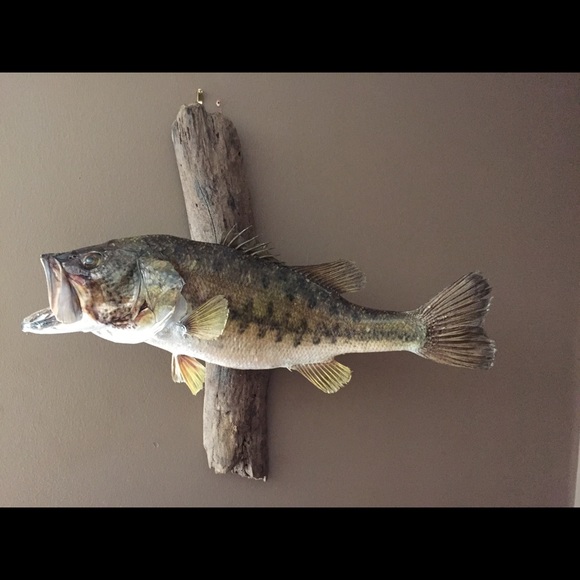 Meet your Posher, Dustin - Picture 1 of 1